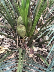 Macrozamia communis