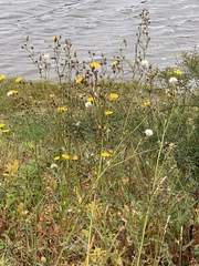 Sonchus palustris