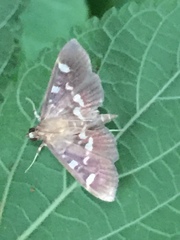 Herpetogramma luctuosalis