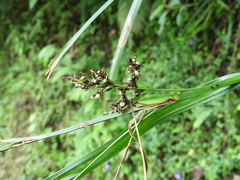 Scleria terrestris