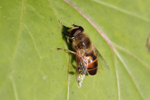 Photo of Common Drone Fly (Eristalis tenax)