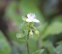Tradescantieae