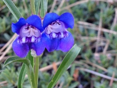 Penstemon speciosus