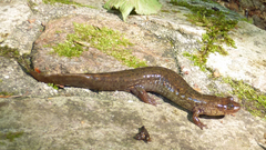 Desmognathus kanawha