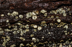 Chlorosplenium