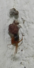 Nesticodes
