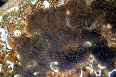 Botryllus schlosseri