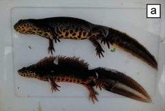 Anatolian Crested Newt photo 3