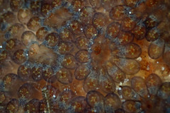 Botryllus schlosseri