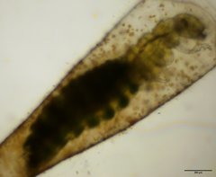 Oxyethira