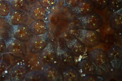 Botryllus schlosseri