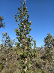 Banksia ilicifolia