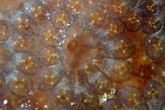 Botryllus schlosseri