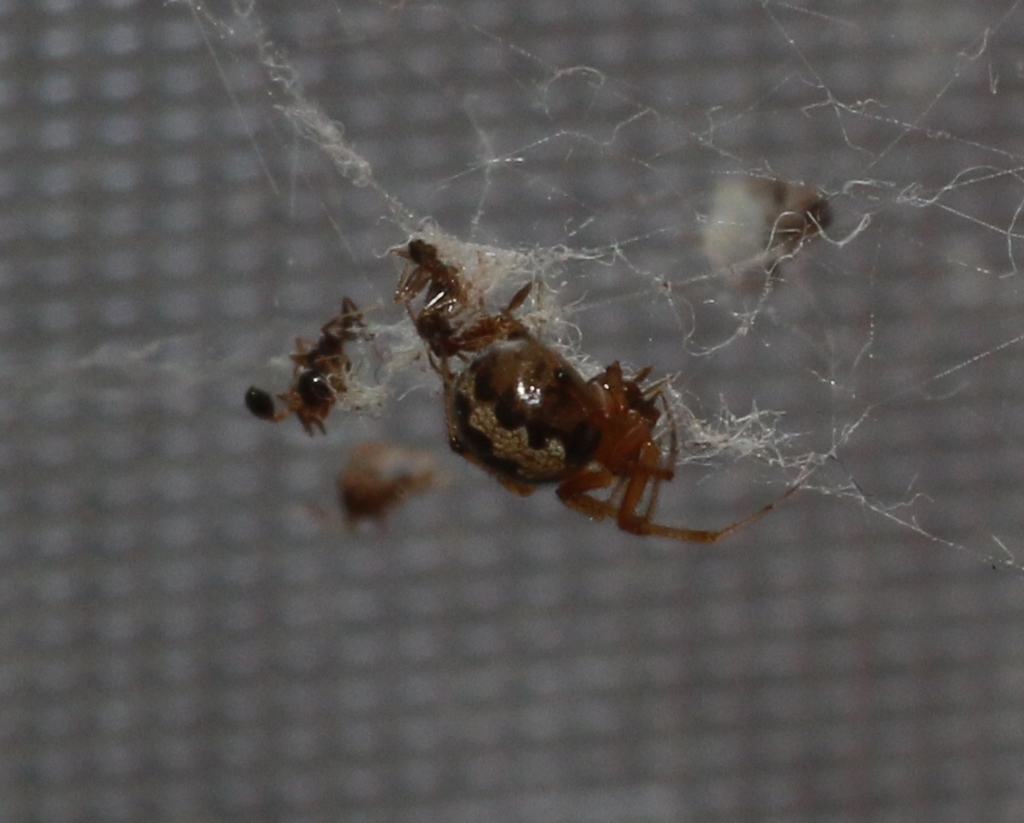 Theridion leucophaeum