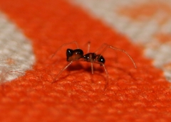Coleosoma