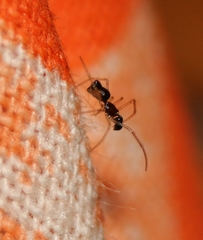 Coleosoma