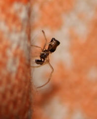 Coleosoma