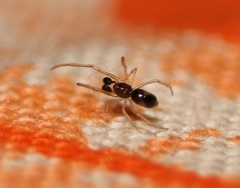 Coleosoma