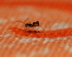 Coleosoma