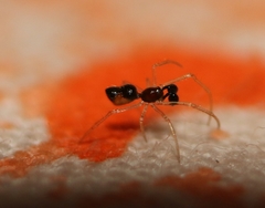 Coleosoma