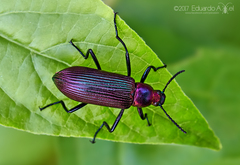 Strongylium auratum