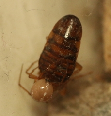 Nesticodes