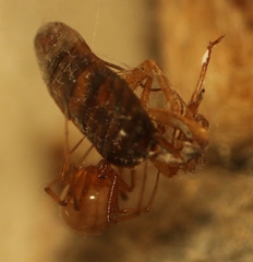 Nesticodes