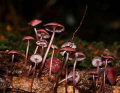 Mycena kurramulla