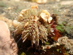 Psammechinus miliaris