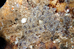 Botryllus