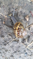 Cornu aspersum