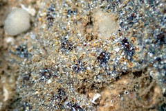 Botryllus