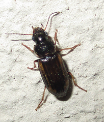 Platymetopus figuratus