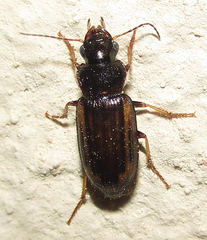 Platymetopus figuratus