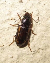 Platymetopus figuratus