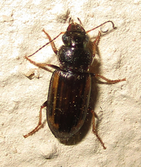 Platymetopus figuratus