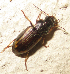 Platymetopus figuratus