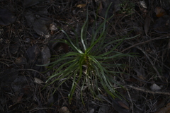 Lomandra insularis