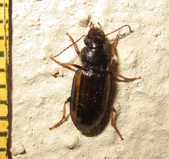 Platymetopus figuratus