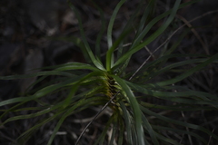 Lomandra insularis