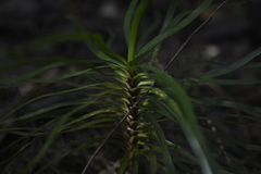 Lomandra insularis