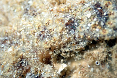 Botryllus