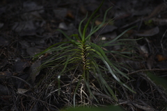 Lomandra insularis