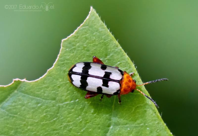 Disonycha angulata