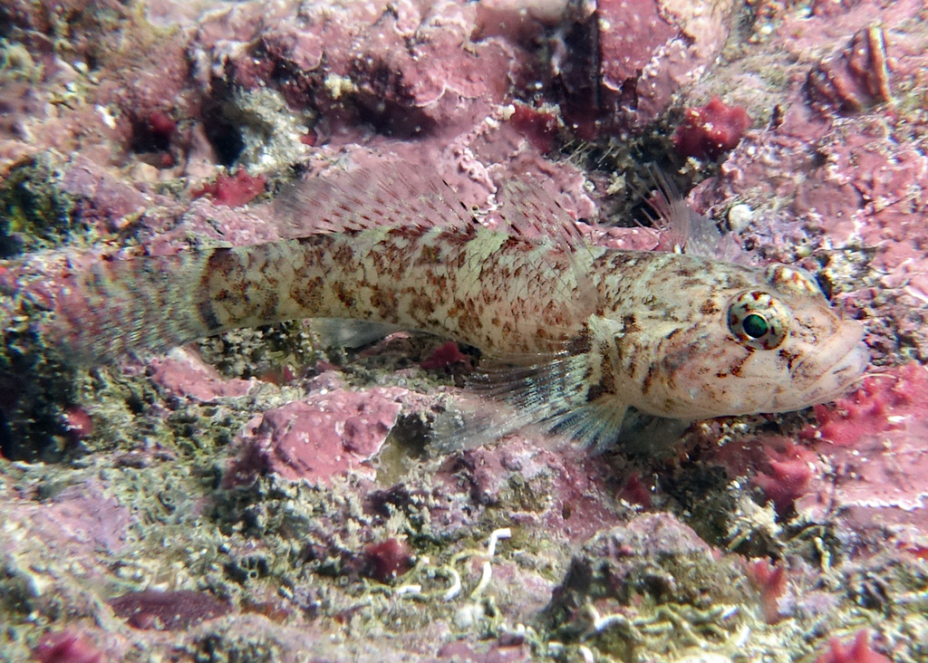 Brownboy Goby