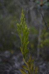 Exocarpos neocaledonicus