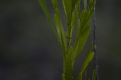 Exocarpos neocaledonicus