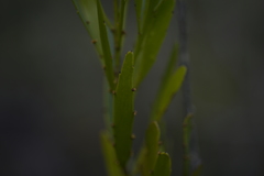 Exocarpos neocaledonicus