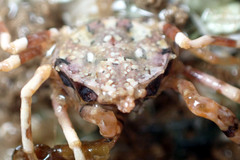Halicarcinus ovatus