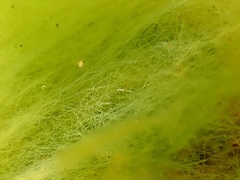 Ulothrix
